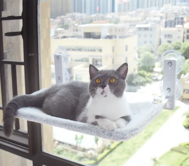 Elevate Your Cat's Comfort and Happiness Today!